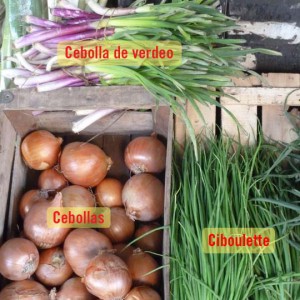 verdeo ciboulette cebollas