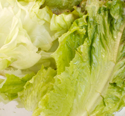 lechuga 01 lechuga 01
