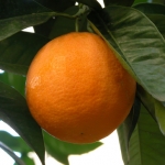 Arrollado de Naranja