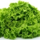 Verduras de hoja