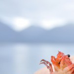 Profile picture of pamela